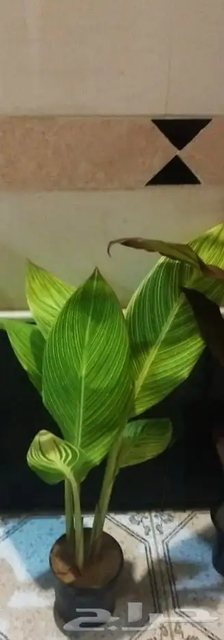 أشجار زينة 5