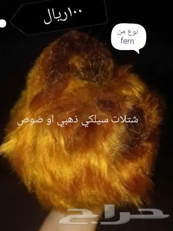 شتلات تين إندونيسيا وغيره نادر 15