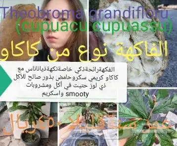 شتلات تين إندونيسيا وغيره نادر 18