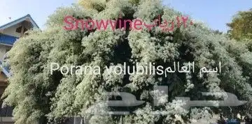 شتلات تين إندونيسيا وغيره نادر 29