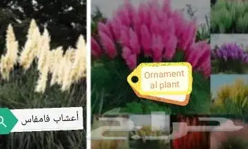 شتلات تين إندونيسيا وغيره نادر 39