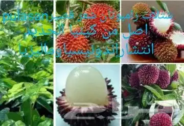 شتلات تين إندونيسيا وغيره نادر 8