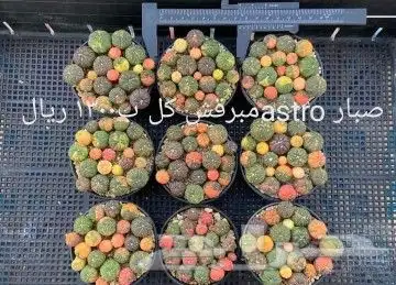 شتلات تين إندونيسيا وغيره نادر 13