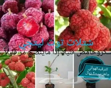 شتلات تين إندونيسيا وغيره نادر 14