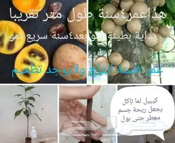 شتلات تين إندونيسيا وغيره نادر 27