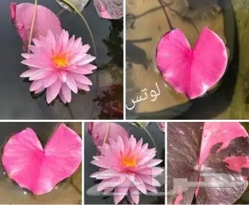 شتلات تين إندونيسيا وغيره نادر 31