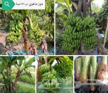 شتلات تين إندونيسيا وغيره نادر 23