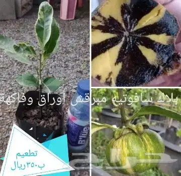 شتلات تين إندونيسيا وغيره نادر 10
