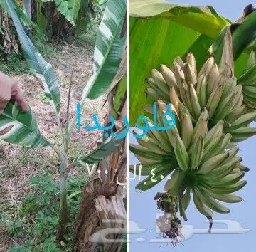 شتلات تين إندونيسيا وغيره نادر 38