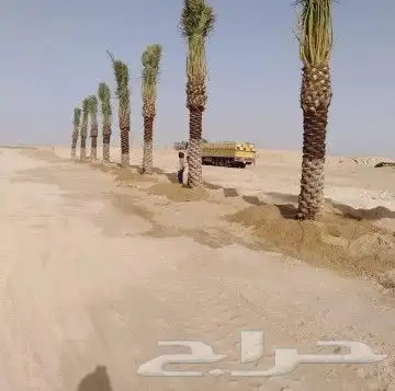 زراعه نخيل 9
