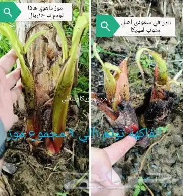 شتلات تين إندونيسيا وغيره نادر 26