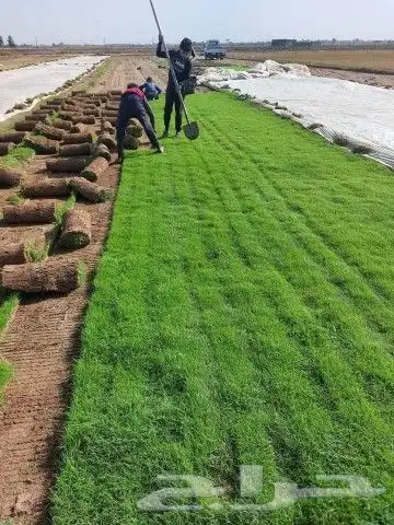 ثيل طبيعي درجه اولى شرط 8
