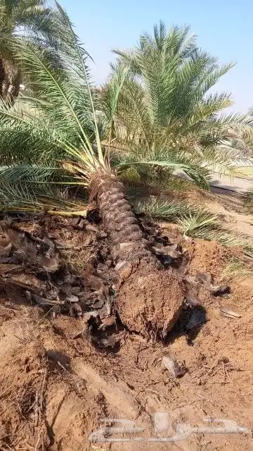 تنسيق حدائق زراع طبيعي تكريب نخيل 1