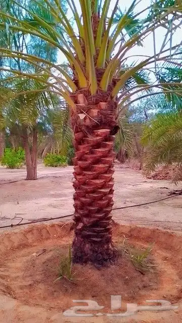 نعمل في تركيب اشبوك علا أنواعه وتوريد النخيل علا أنواعه 4