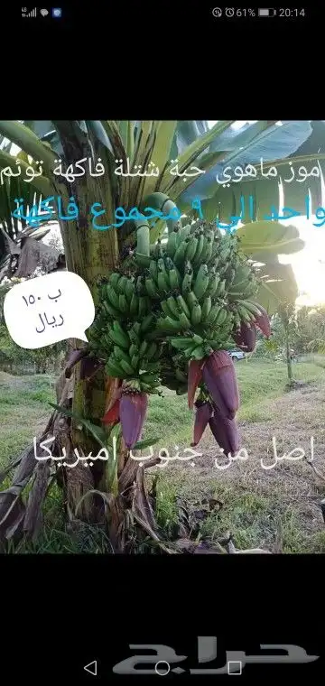 شتلات تين إندونيسيا وغيره نادر 19