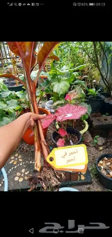 شتلات تين إندونيسيا وغيره نادر 42