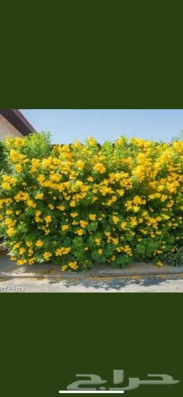 تنسيق حدائق زراع طبيعي تكريب نخيل 0
