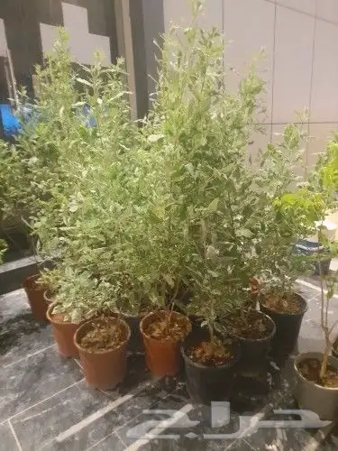 مشتل ابوعبدالله 7