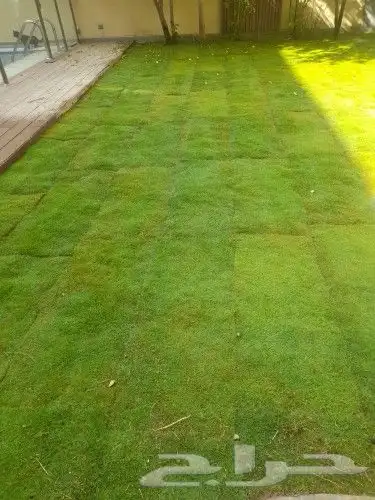 مشتل ابوعبدالله 5