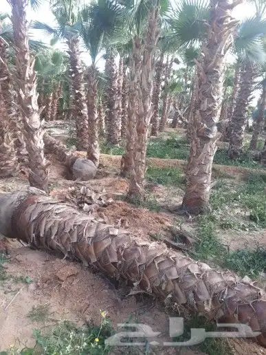 تنسيق حدائق زراع طبيعي تكريب نخيل 9