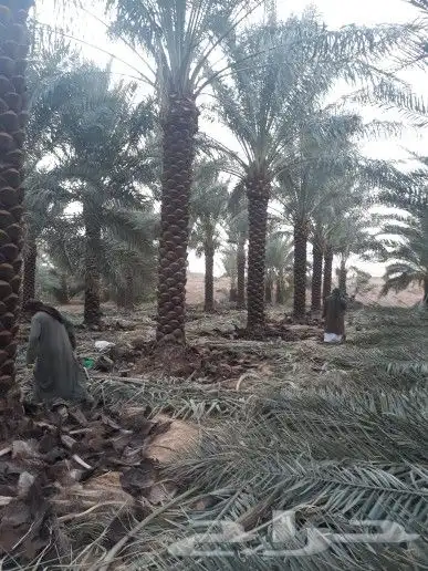 تنسيق حدائق زراع طبيعي تكريب نخيل 7