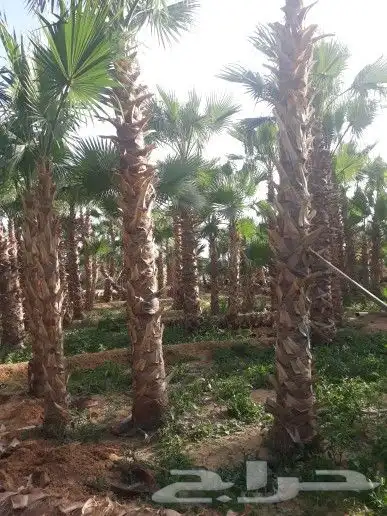 تنسيق حدائق زراع طبيعي تكريب نخيل 6