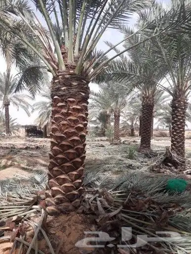 تنسيق حدائق زراع طبيعي تكريب نخيل 4