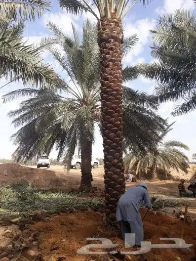 تنسيق حدائق زراع طبيعي تكريب نخيل 5