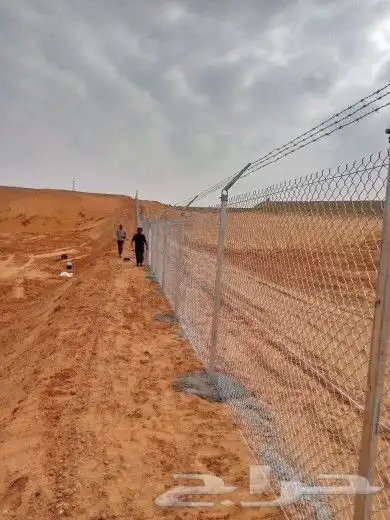 نخيل مثمرة 9