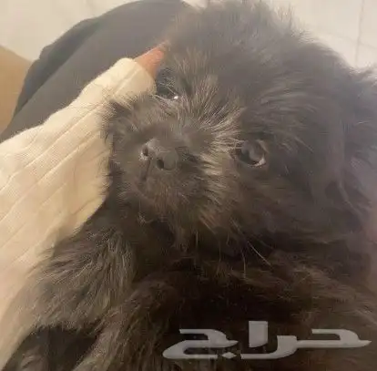 كلب مكس بارمينيز مع مالتيز 2