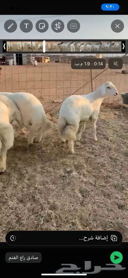 ذبايح حري ذبائح مناسبات ثلاجه يوجد توصيل 0