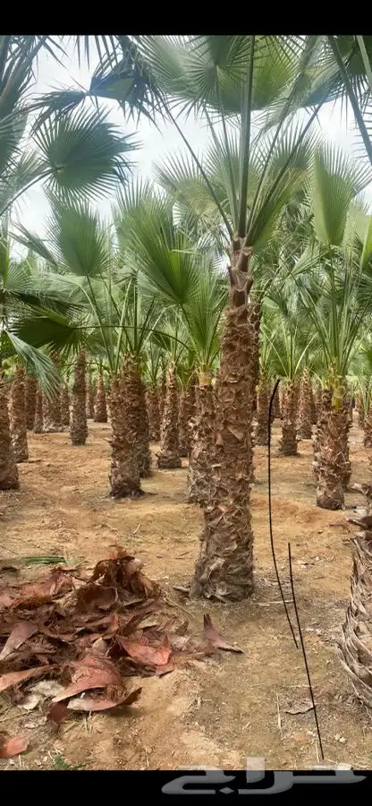 نخل واشنطني للبيع باسعار مناسبة 11