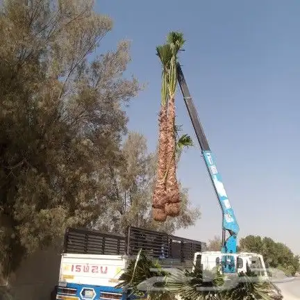واشنطونيا زينه امريكي 4