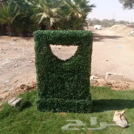 واشنطونيا زينه امريكي 6