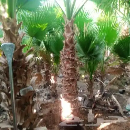 واشنطونيا زينه امريكي 5