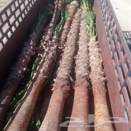 واشنطونيا زينه امريكي 9