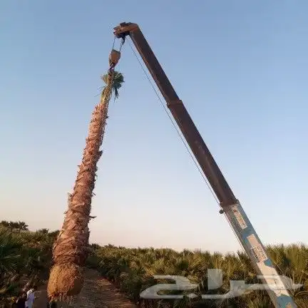 واشنطونيا زينه امريكي 1