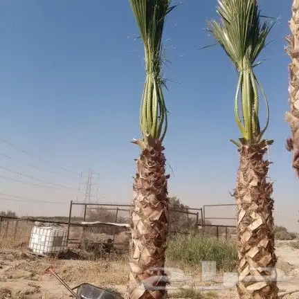 واشنطونيا زينه امريكي 0