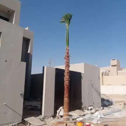 واشنطونيا زينه امريكي 7