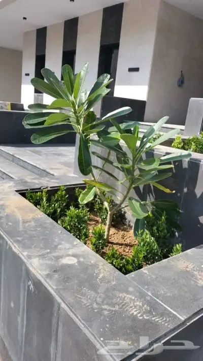 تنسيق حدائق زراع طبيعي تكريب نخيل 3
