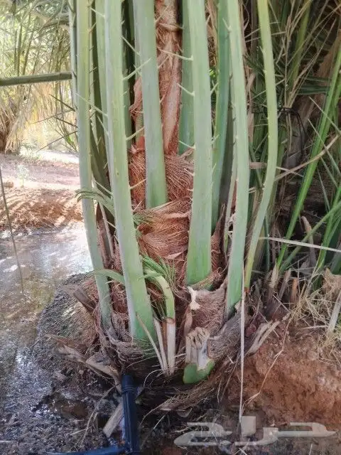 نخيل مثمرة 2