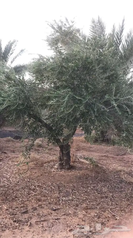 شجر زيتون للبيع مثمر نيبالي وجميع الانواع والاحجام 0