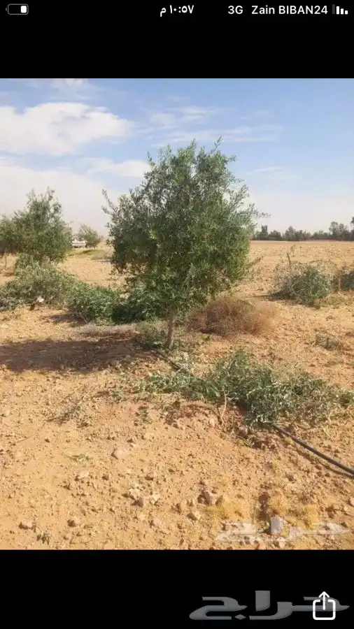 شجر زيتون للبيع مثمر نيبالي وجميع الانواع والاحجام 2
