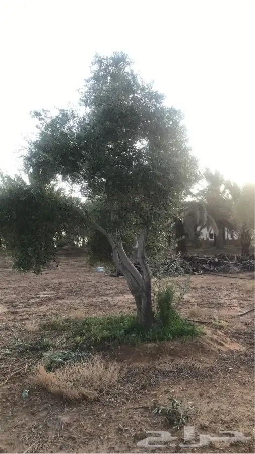 شجر زيتون للبيع مثمر نيبالي وجميع الانواع والاحجام 1