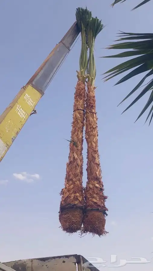 نخل واشنطني للبيع باسعار مناسبة 10