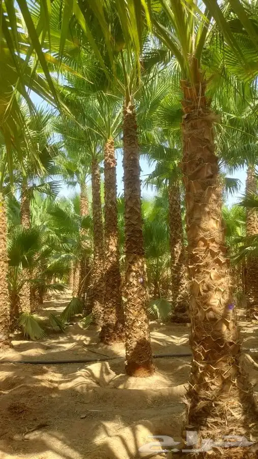 نخل واشنطني للبيع باسعار مناسبة 2