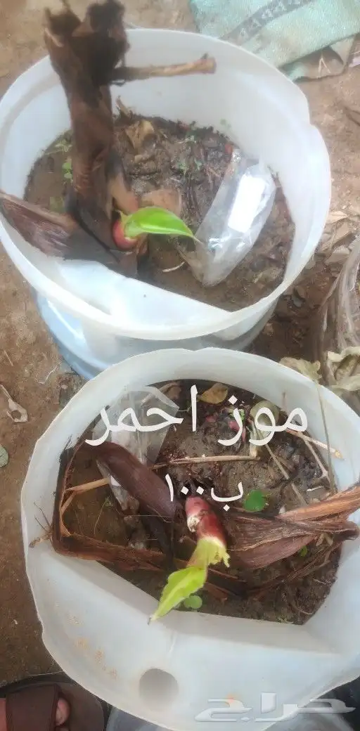 شتلات تين إندونيسيا وغيره نادر 4