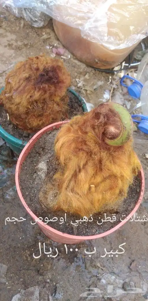 شتلات تين إندونيسيا وغيره نادر 3