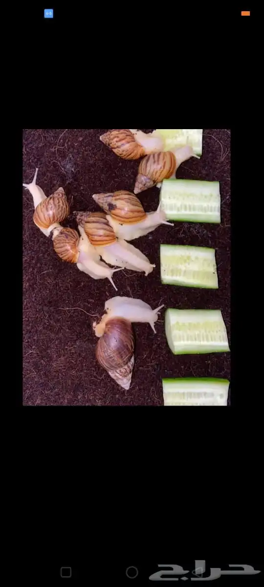 طيور ارانب سلاحف اسماك 11