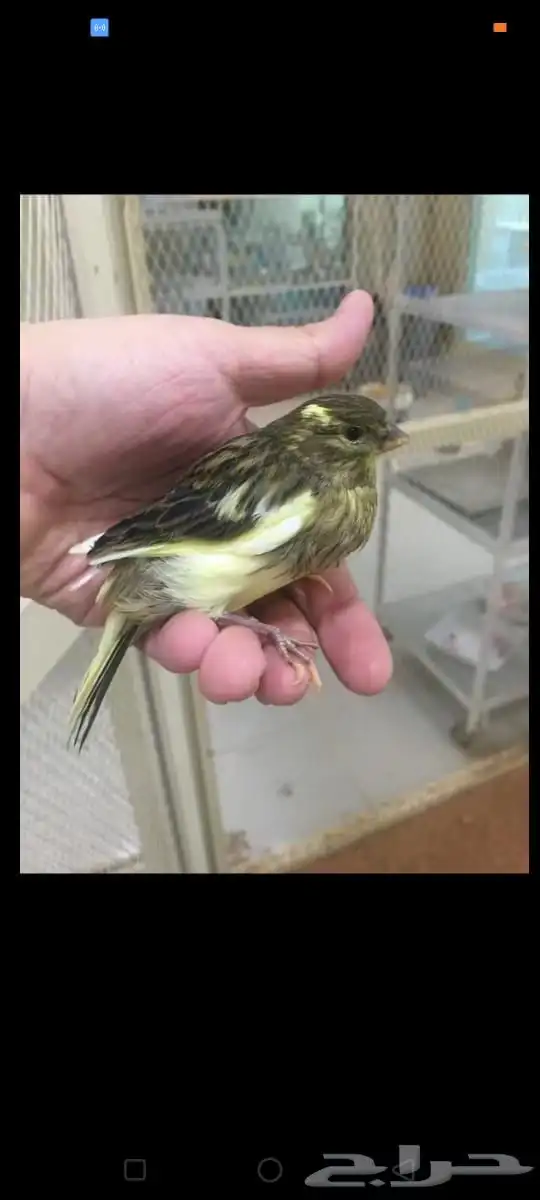 طيور ارانب سلاحف اسماك 1
